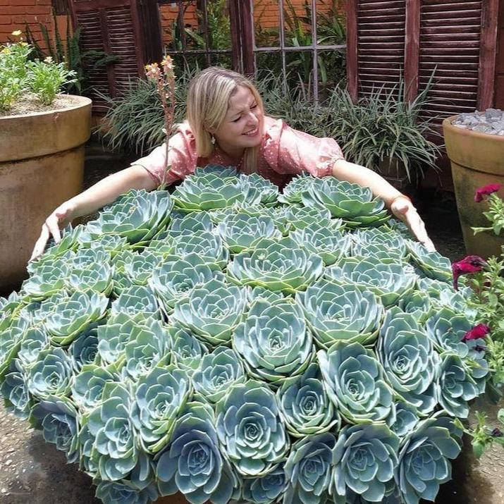 🌺Lakshmi Kamal Vastu Plant🌺 – Attract Wealth & Happiness💸
