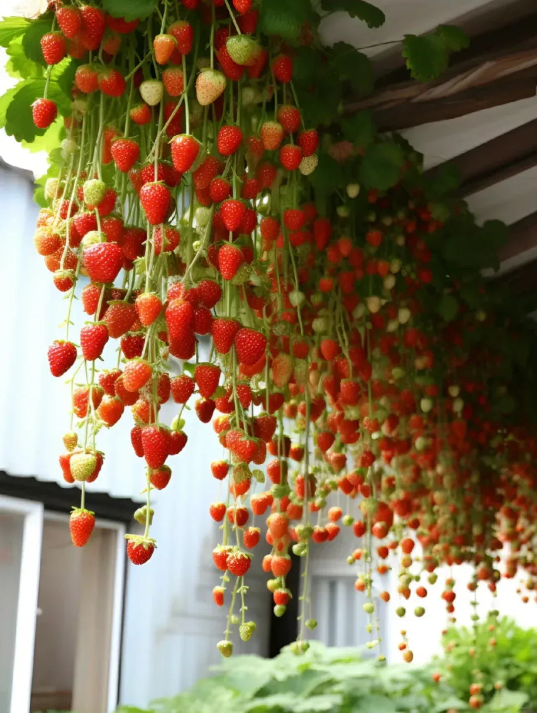 Fresh Sweet Strawberry Seeds (Hybrid) - (Pack of 100)
