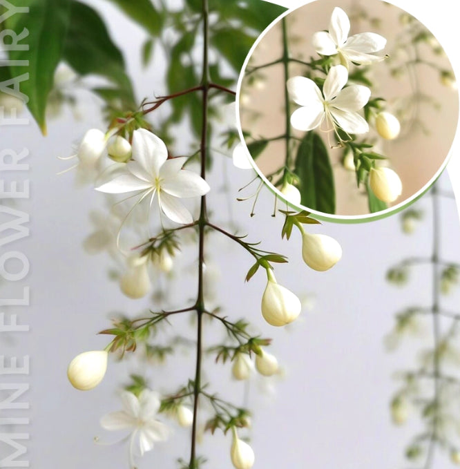 🌸 Buy 1 Get 1 Free – Winter-Friendly Hanging Jasmine—Dreamy Indoor Flower🌿❄️