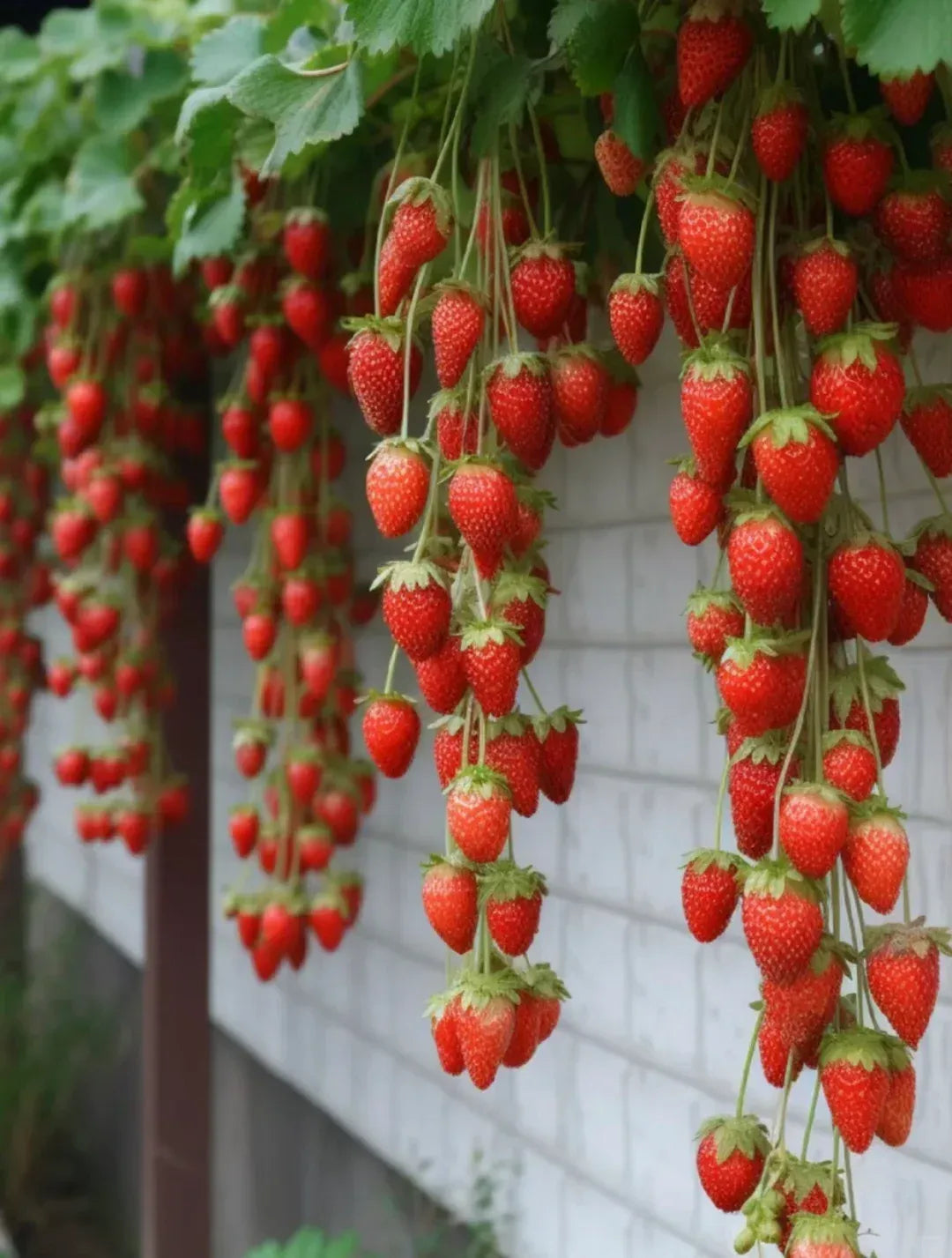 Fresh Sweet Strawberry Seeds (Hybrid) - (Pack of 100)