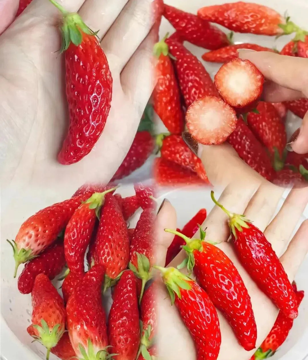 Fresh Sweet Strawberry Seeds (Hybrid) - (Pack of 100)