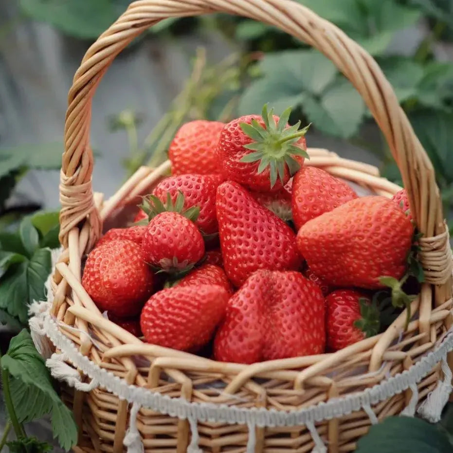 Fresh Sweet Strawberry Seeds (Hybrid) - (Pack of 100)