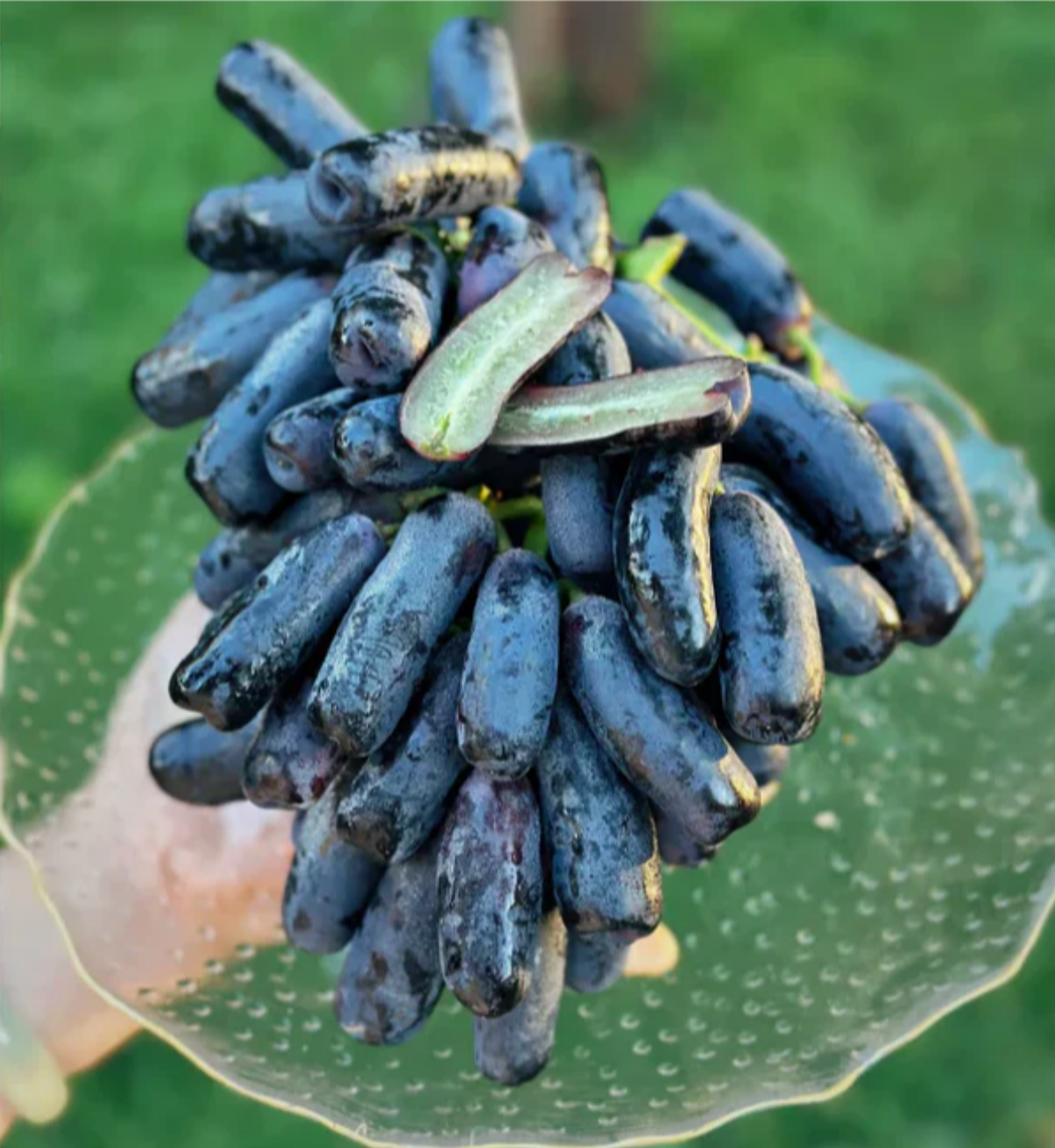 Sweet Sapphire Grape Seeds ( Pack of 200 Seeds )