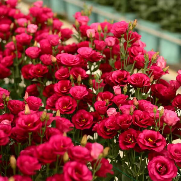 Beautiful Mixed Rose Flower Seeds - For Your Garden 🌸(Pack of 200 Seeds) 🌸
