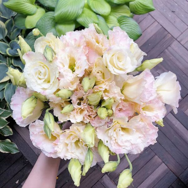 Beautiful Mixed Rose Flower Seeds - For Your Garden 🌸(Pack of 200 Seeds) 🌸