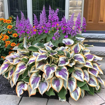 From Seed to Stunning – Hosta Magic 🌿Rare Hosta Seeds🌿