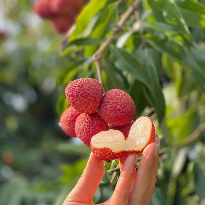Healthy Lychee Fruit Seeds - (Pack of 100 Seeds)