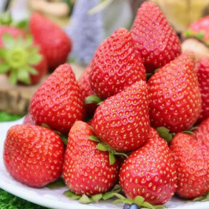 Fresh Sweet Strawberry Seeds (Hybrid) - (Pack of 100)