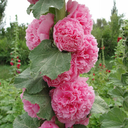 Double Hollyhock Seeds | 🔥Buy 1 Get 1 Free🔥