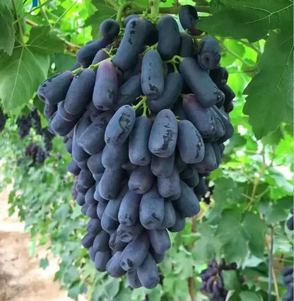 Sweet Sapphire Grape Seeds ( Pack of 200 Seeds )