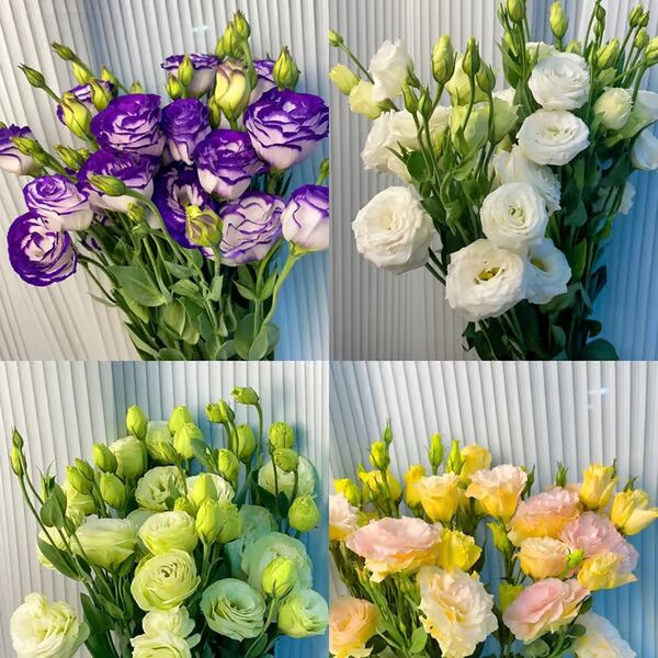 Beautiful Mixed Rose Flower Seeds - For Your Garden 🌸(Pack of 200 Seeds) 🌸