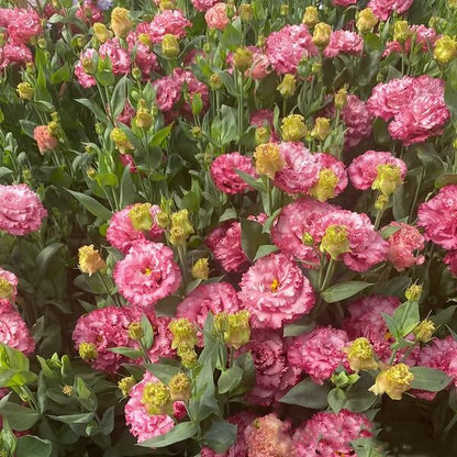 Beautiful Mixed Rose Flower Seeds - For Your Garden 🌸(Pack of 200 Seeds) 🌸