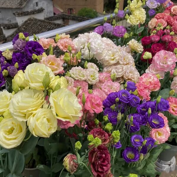 Beautiful Mixed Rose Flower Seeds - For Your Garden 🌸(Pack of 200 Seeds) 🌸
