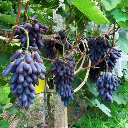Sweet Sapphire Grape Seeds ( Pack of 200 Seeds )
