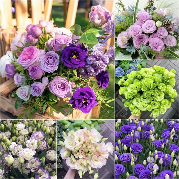 Beautiful Mixed Rose Flower Seeds - For Your Garden 🌸(Pack of 200 Seeds) 🌸