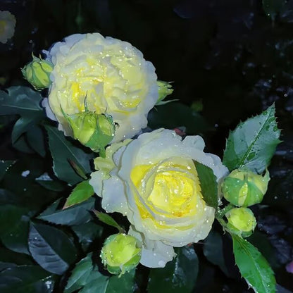 Beautiful Mixed Rose Flower Seeds - For Your Garden 🌸(Pack of 200 Seeds) 🌸