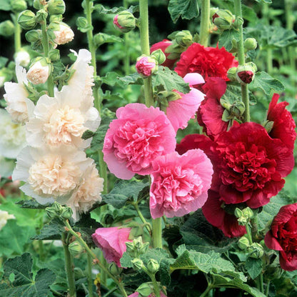 Double Hollyhock Seeds | 🔥Buy 1 Get 1 Free🔥