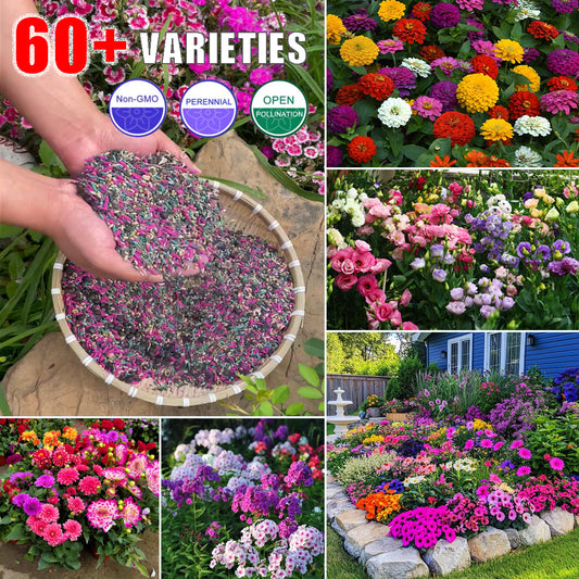 🔥Four Seasons Flower Seeds – Over 60 Mixed Perennial Varieties🌸