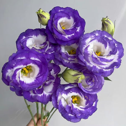 Beautiful Mixed Rose Flower Seeds - For Your Garden 🌸(Pack of 200 Seeds) 🌸