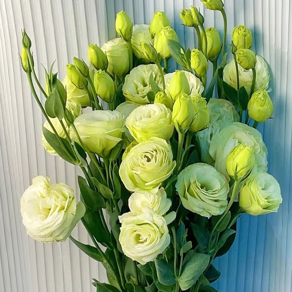 Beautiful Mixed Rose Flower Seeds - For Your Garden 🌸(Pack of 200 Seeds) 🌸