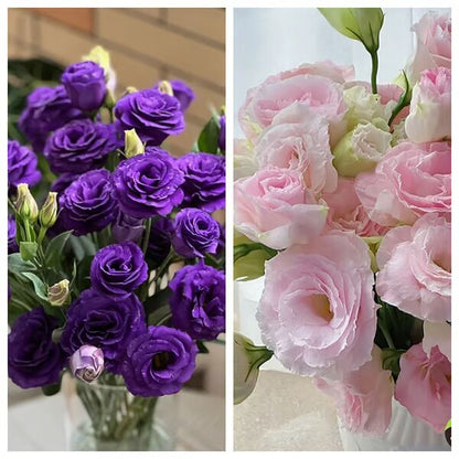 Beautiful Mixed Rose Flower Seeds - For Your Garden 🌸(Pack of 200 Seeds) 🌸