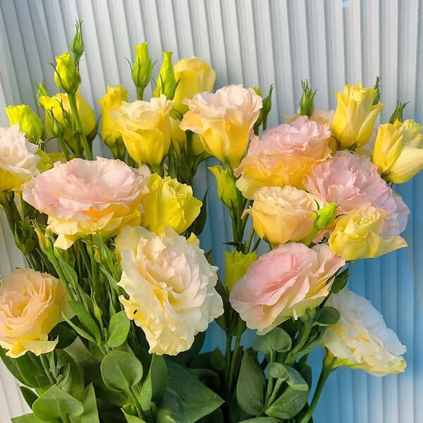 Beautiful Mixed Rose Flower Seeds - For Your Garden 🌸(Pack of 200 Seeds) 🌸