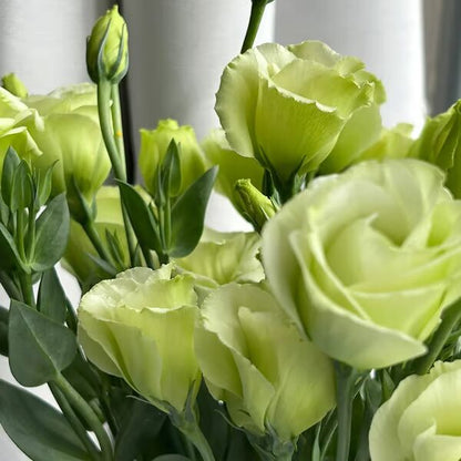 Beautiful Mixed Rose Flower Seeds - For Your Garden 🌸(Pack of 200 Seeds) 🌸