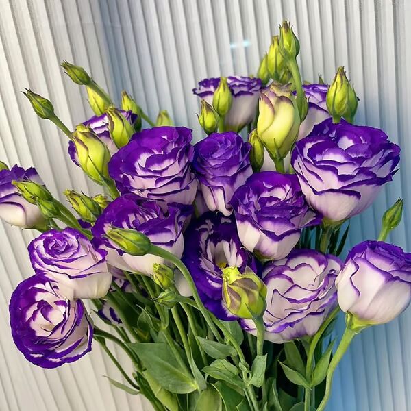 Beautiful Mixed Rose Flower Seeds - For Your Garden 🌸(Pack of 200 Seeds) 🌸
