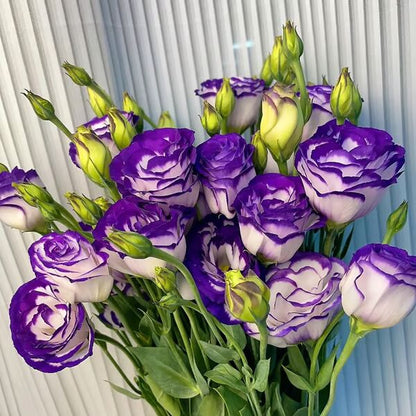 Beautiful Mixed Rose Flower Seeds - For Your Garden 🌸(Pack of 200 Seeds) 🌸