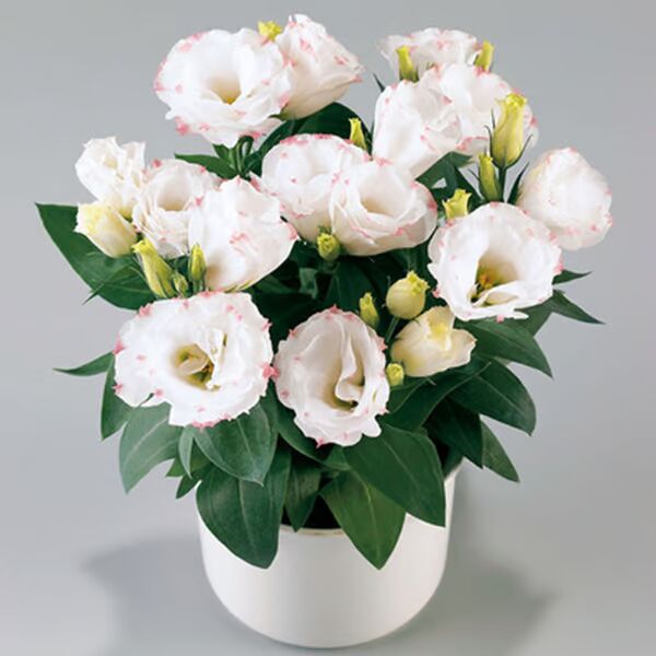 Beautiful Mixed Rose Flower Seeds - For Your Garden 🌸(Pack of 200 Seeds) 🌸