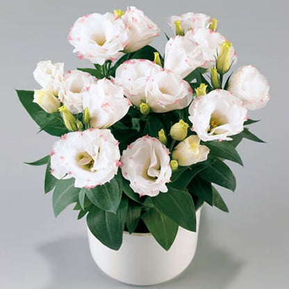 Beautiful Mixed Rose Flower Seeds - For Your Garden 🌸(Pack of 200 Seeds) 🌸