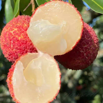 Healthy Lychee Fruit Seeds - (Pack of 100 Seeds)