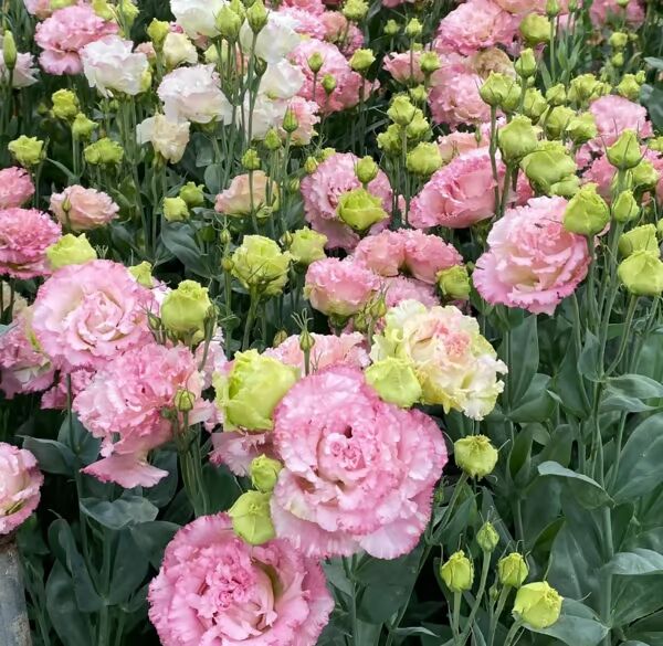 Beautiful Mixed Rose Flower Seeds - For Your Garden 🌸(Pack of 200 Seeds) 🌸