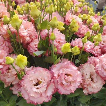 Beautiful Mixed Rose Flower Seeds - For Your Garden 🌸(Pack of 200 Seeds) 🌸