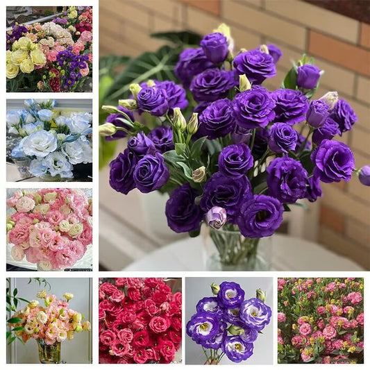 Beautiful Mixed Rose Flower Seeds - For Your Garden 🌸(Pack of 200 Seeds) 🌸