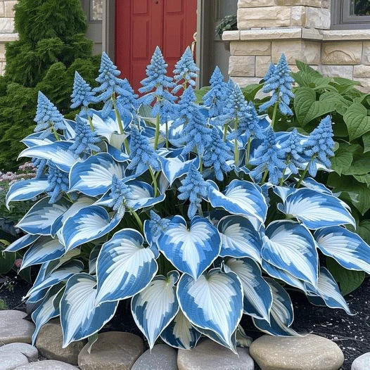 From Seed to Stunning – Hosta Magic 🌿Rare Hosta Seeds🌿