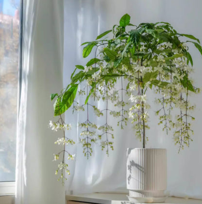 🌸 Buy 1 Get 1 Free – Winter-Friendly Hanging Jasmine—Dreamy Indoor Flower🌿❄️