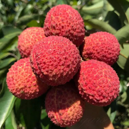 Healthy Lychee Fruit Seeds - (Pack of 100 Seeds)