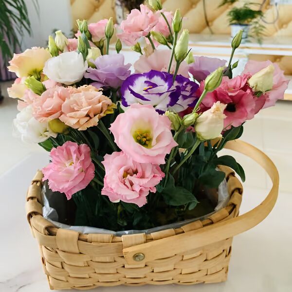 Beautiful Mixed Rose Flower Seeds - For Your Garden 🌸(Pack of 200 Seeds) 🌸