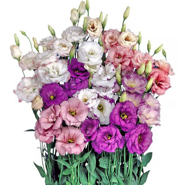 Beautiful Mixed Rose Flower Seeds - For Your Garden 🌸(Pack of 200 Seeds) 🌸