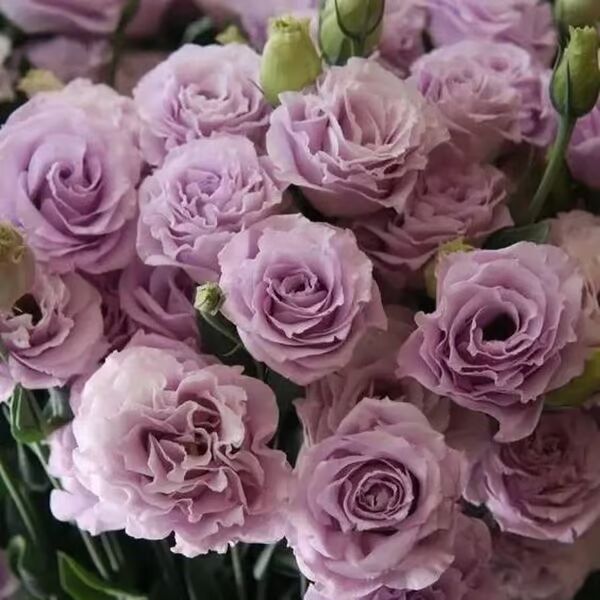Beautiful Mixed Rose Flower Seeds - For Your Garden 🌸(Pack of 200 Seeds) 🌸