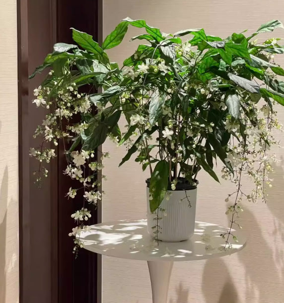 🌸 Buy 1 Get 1 Free – Winter-Friendly Hanging Jasmine—Dreamy Indoor Flower🌿❄️