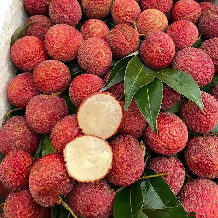 Healthy Lychee Fruit Seeds - (Pack of 100 Seeds)