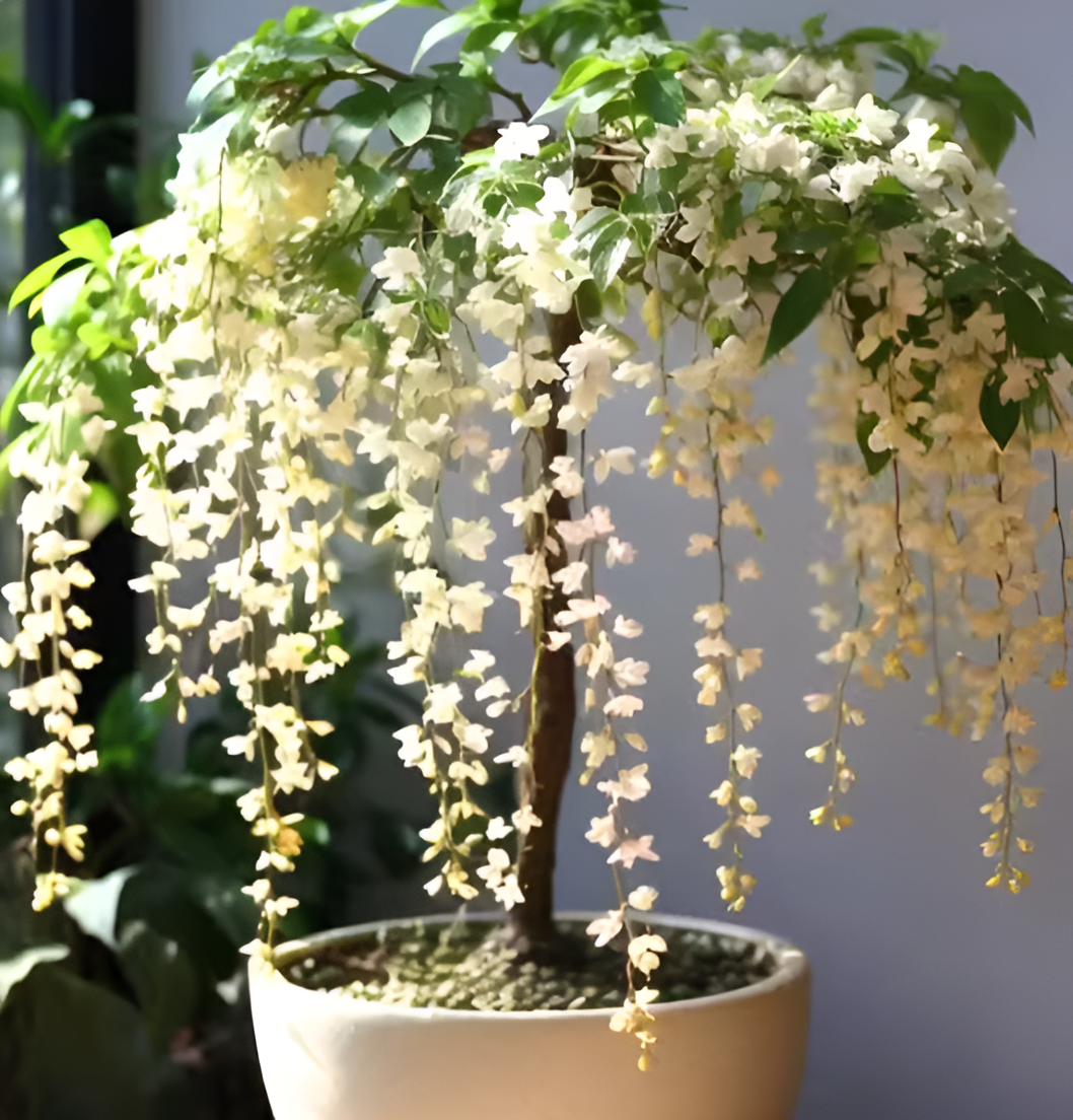 🌸 Buy 1 Get 1 Free – Winter-Friendly Hanging Jasmine—Dreamy Indoor Flower🌿❄️