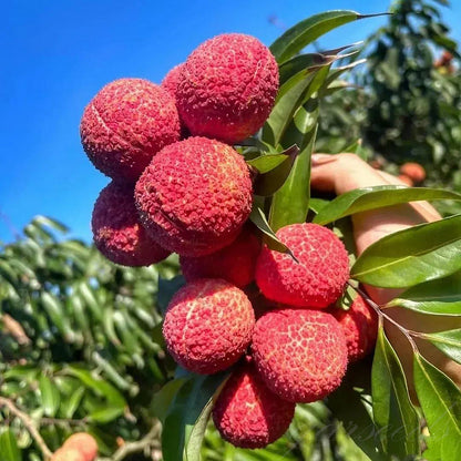 Healthy Lychee Fruit Seeds - (Pack of 100 Seeds)