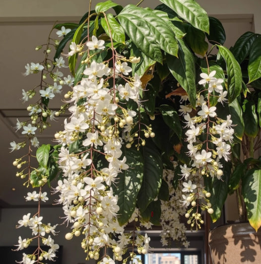 🌸 Buy 1 Get 1 Free – Winter-Friendly Hanging Jasmine—Dreamy Indoor Flower🌿❄️