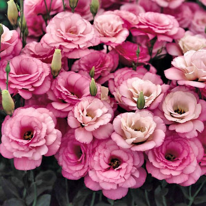 Beautiful Mixed Rose Flower Seeds - For Your Garden 🌸(Pack of 200 Seeds) 🌸