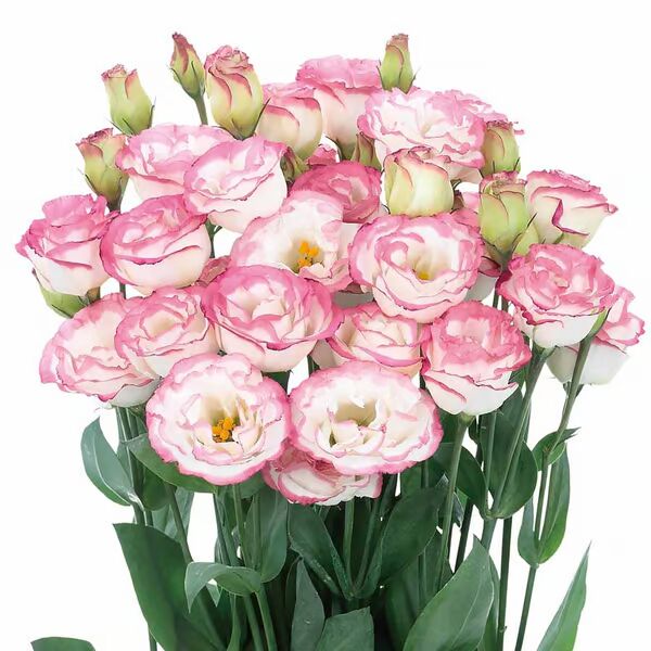 Beautiful Mixed Rose Flower Seeds - For Your Garden 🌸(Pack of 200 Seeds) 🌸