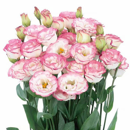Beautiful Mixed Rose Flower Seeds - For Your Garden 🌸(Pack of 200 Seeds) 🌸