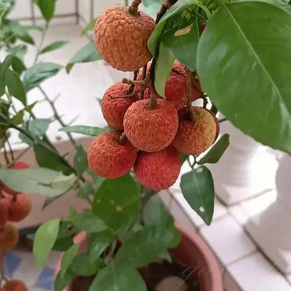 Healthy Lychee Fruit Seeds - (Pack of 100 Seeds)